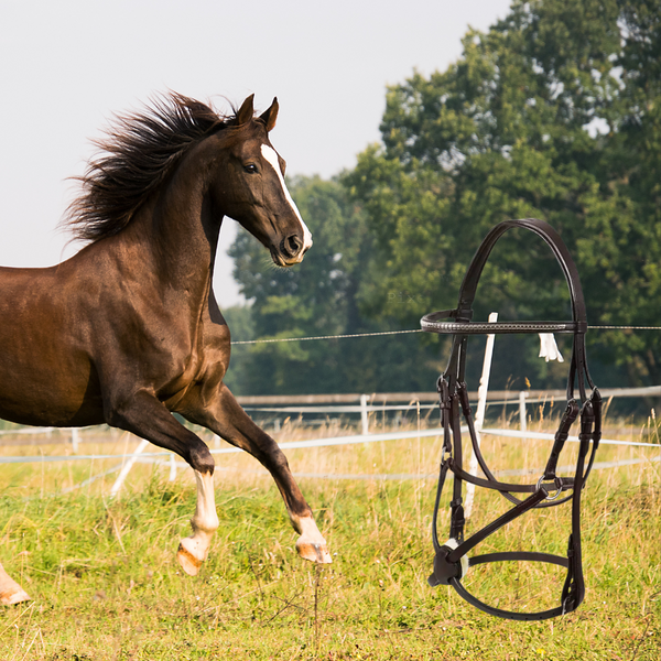 Horse Riding Halter Bridle