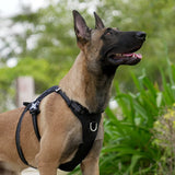 Escape-proof Harness