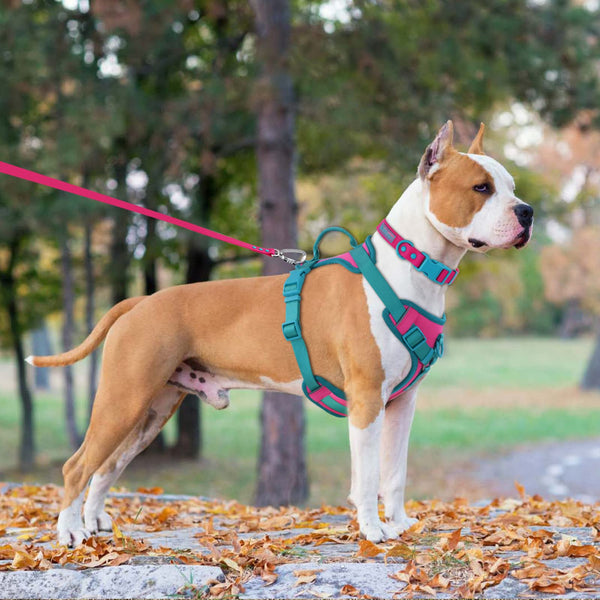 Escape-proof Harness