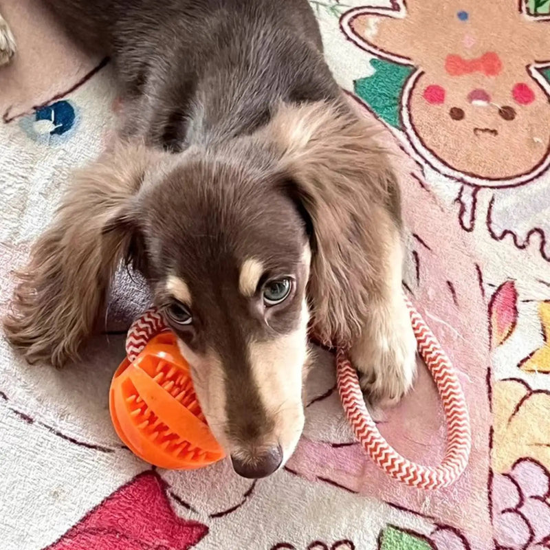 Interactive Dog Toys Balls